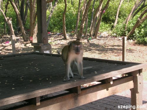 monkey-2.jpg