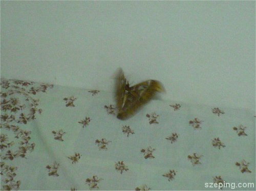 butterfly-1.jpg
