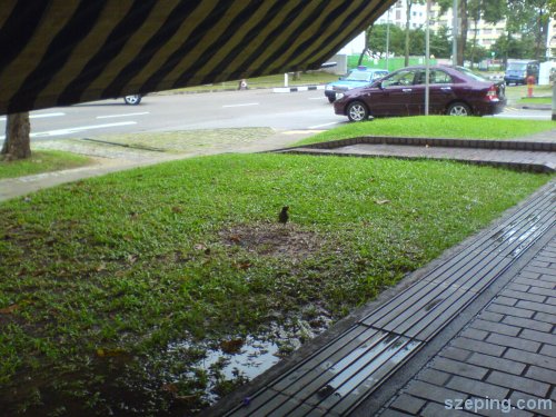 single-leg-bird-ov.jpg