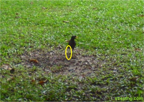 single-leg-bird.jpg