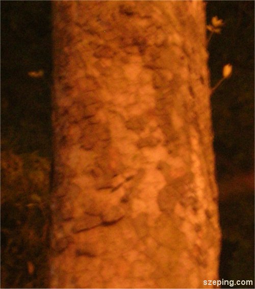 face-zoom.jpg