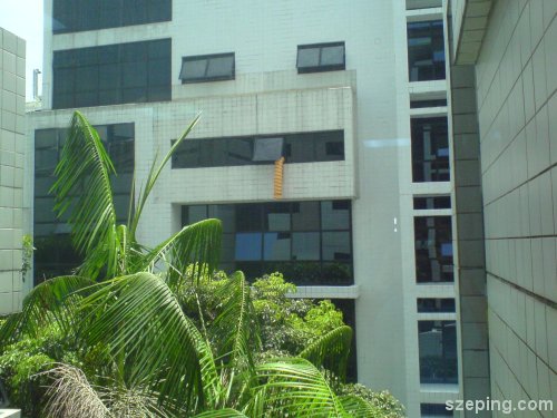 tiger-window-1.jpg