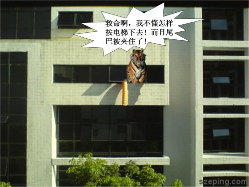tiger-window-3.jpg