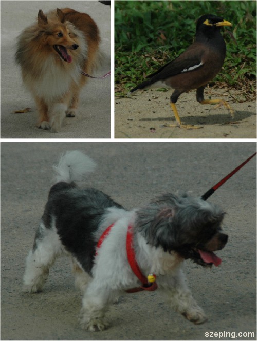 animals.jpg