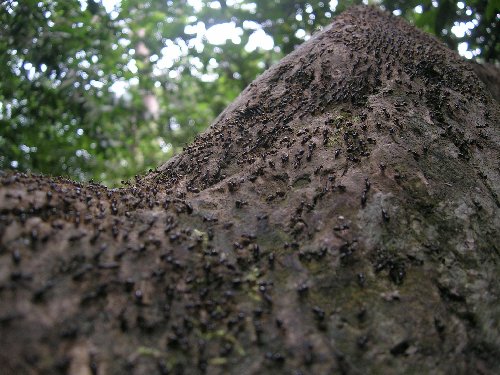 antz.jpg
