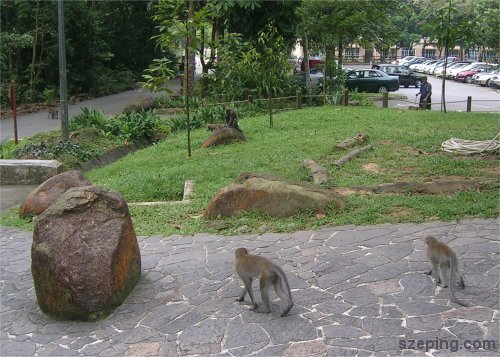 monkey.jpg