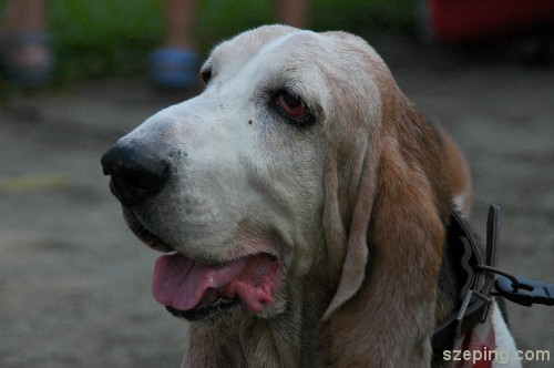 dog-1.jpg