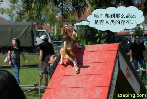 dog-climb-2.jpg