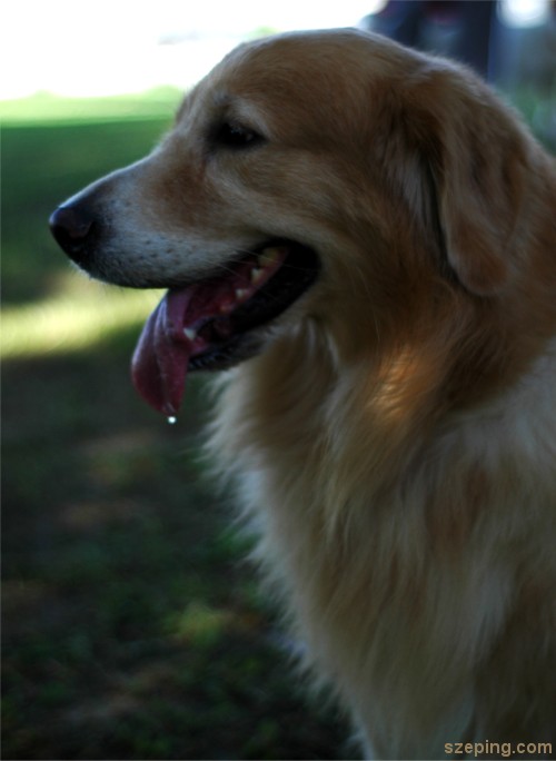 golden-retriever.jpg