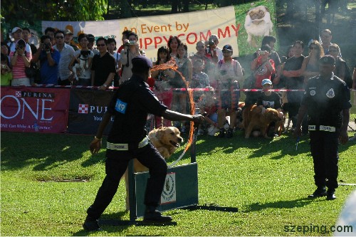 k9-group-2.jpg