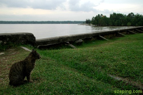 cat-1.jpg