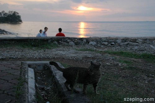 cat-2.jpg