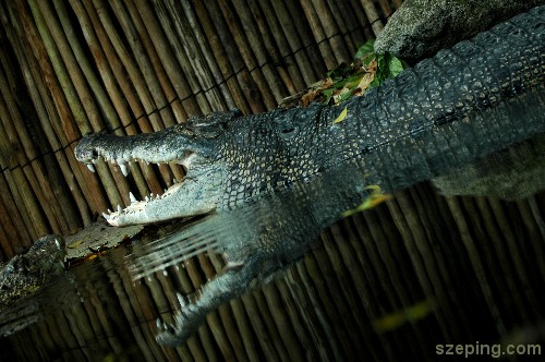 crocodile-1.jpg