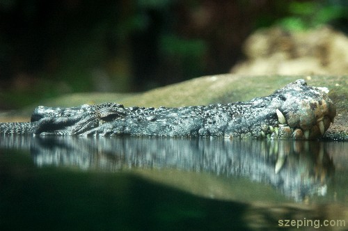 crocodile-2.jpg