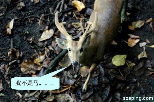 deer.jpg