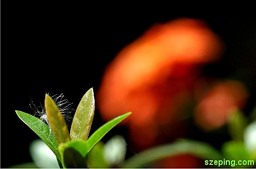 flower-front_rs.jpg