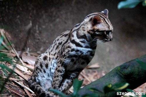 leopard-cat.jpg