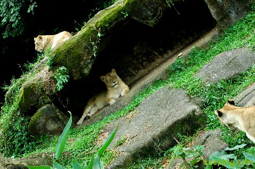 lions.jpg