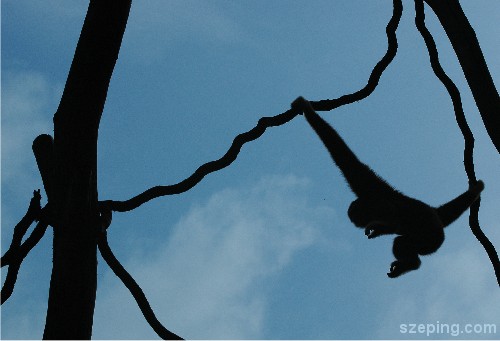 monkey-1.jpg