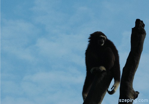 monkey-2.jpg