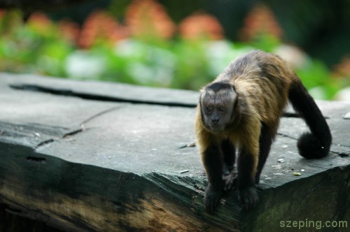 monkey-3.jpg