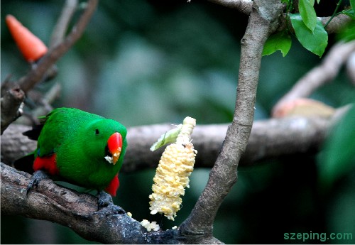 parrot.jpg