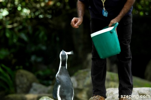 penguin-eat.jpg
