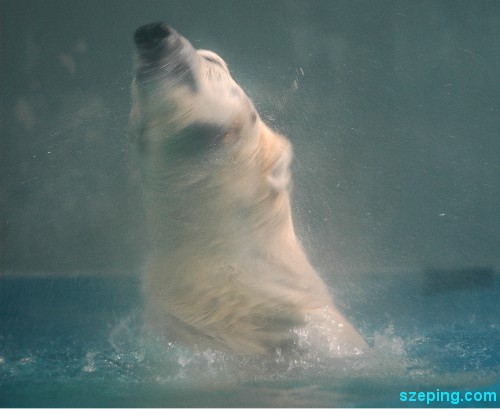 polar-water.jpg