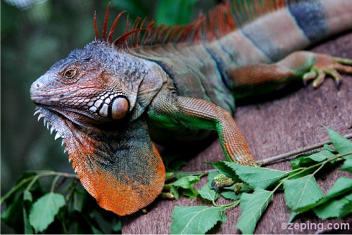 reptile.jpg