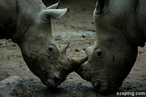 rhino-1.jpg