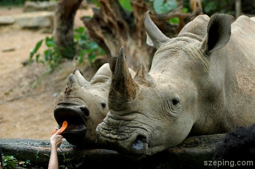 rhino-2.jpg