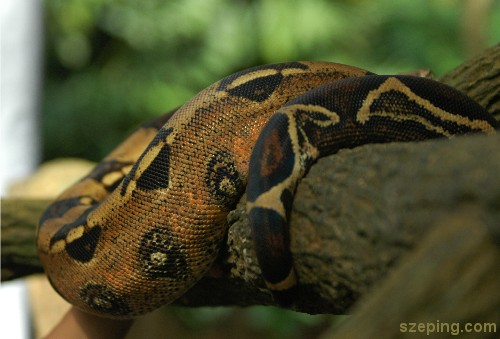 snake.jpg