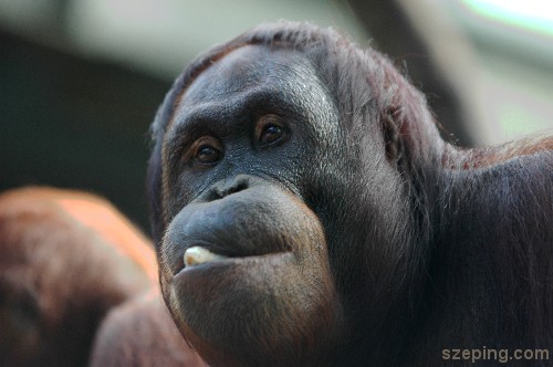utan.jpg