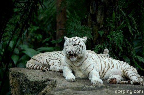 white-tiger.jpg