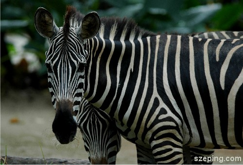 zebra.jpg