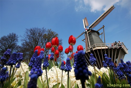 tulip-windmill.jpg