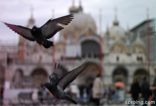 venice-pigeons.jpg