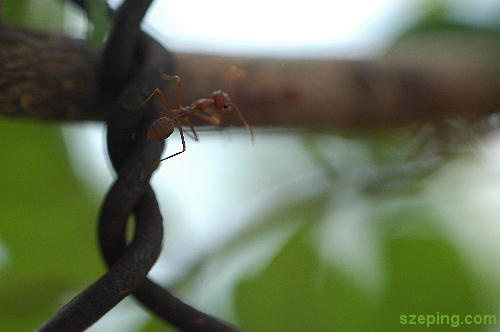 antz1.jpg