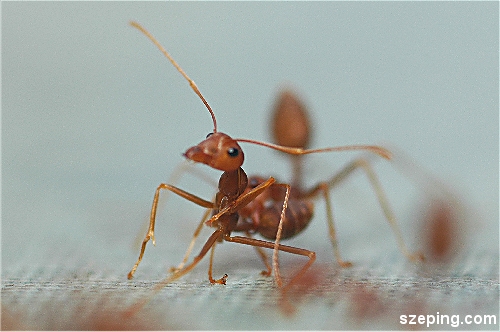 antz2.jpg