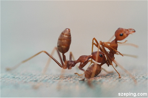 antz3.jpg