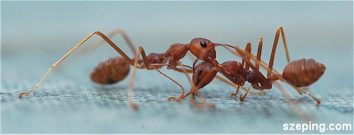 antz4.jpg