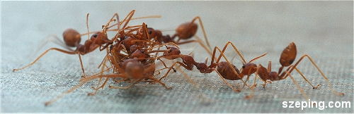 antz5.jpg