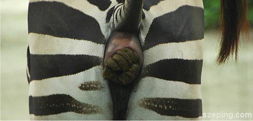 zebra2.jpg