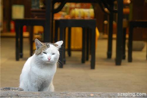 xihu_cat.jpg