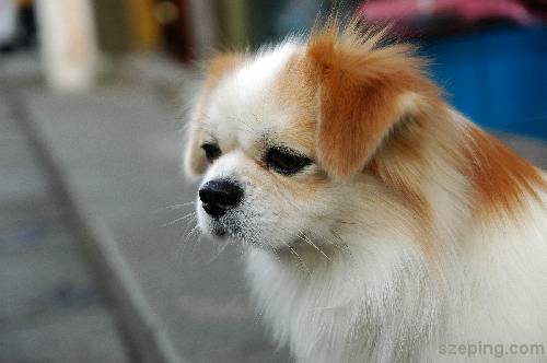 xihu_dog.jpg