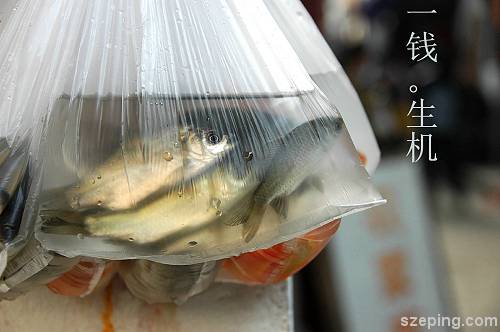 zjj-fish.jpg