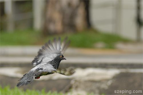 fly.jpg