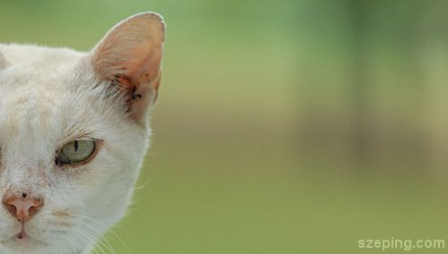 cat.jpg