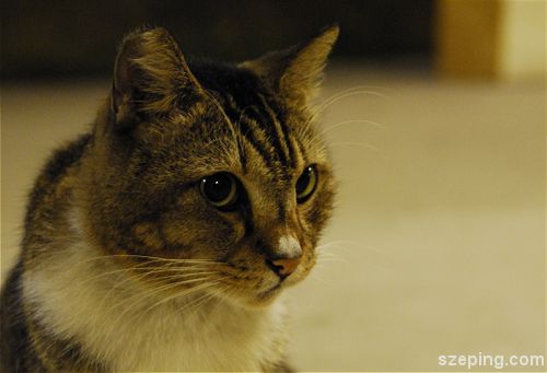 cat_hy.jpg