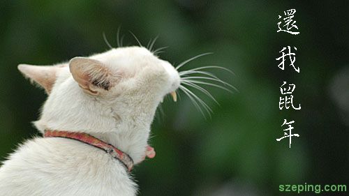 cat_mouse.jpg